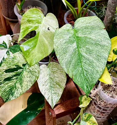 Mint Monstera 🔥. 4 leaves . Well settled in leca. Aed400/-. Pickup near financial center metro stat