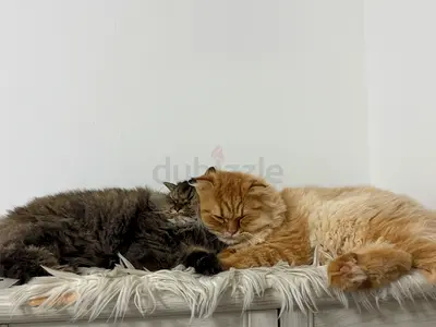 2 cats male and female