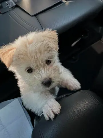 Young Maltepoo Puppy - Friendly and Playful