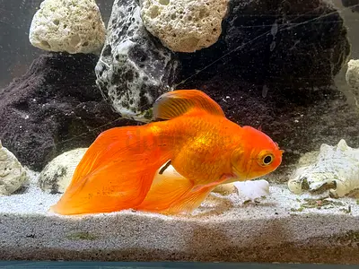 Healthy goldfishes
