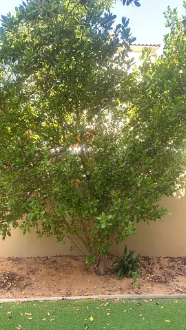 Free Tree