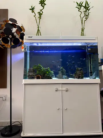 Large Home Aquarium with Cabinet and Filtration - Ready to Move