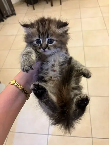 Fluffy Scottish Straight Mix british long hair female kitten looking for a home