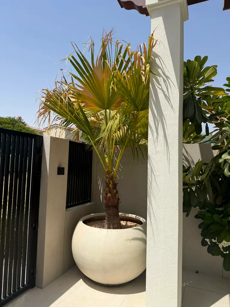 DPV_View_Image_2