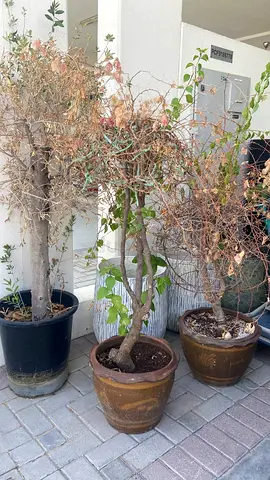Set of 5 plants - 1 Olive tree and 4 Bougainvillea