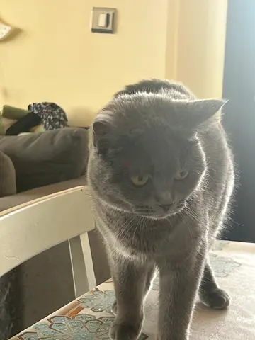 British short hair cat for adoption. Vacinated, 8 months , gray color