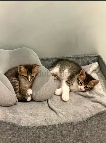 Fully Vaccinated Pair of playful kittens looking for a home