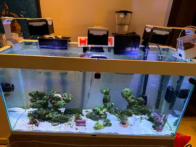 Marine Reef Aquarium for Sale Complete saltwater reef setup, fully operational and ready to run.