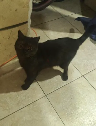 Friendly black British Shorthair female cat 12 months old — available for free adoption