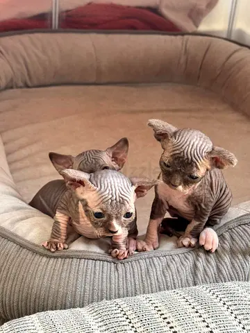 Sphynx kitten looking for new home