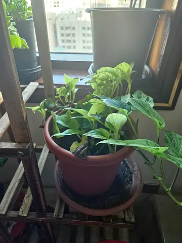 Money Plants