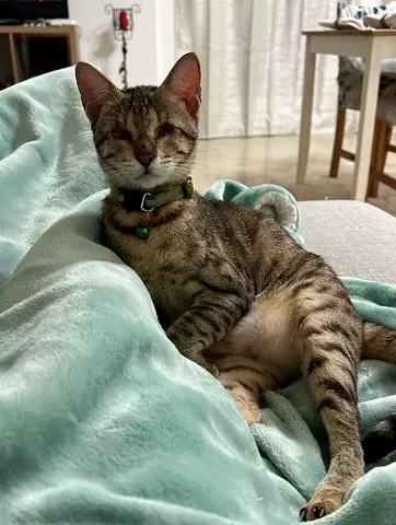 Cats