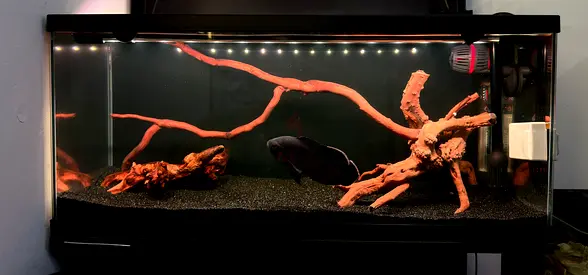 Drift wood for sale. Too large for my tank
