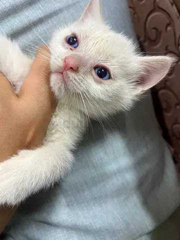 Turkish White kitten,تركش كتنز