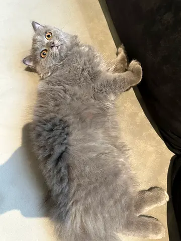 Friendly fluffy gray cat available for adoption