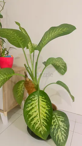 Dieffenbachia (Dumb Cane) potted indoor plant - healthy, large leaves