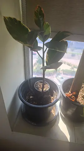 Rubber Plant Tineke and Indoor Potted Plants