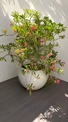 Large Desert Rose tree with big white pot