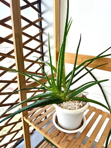 Free Aloe Vera Plants