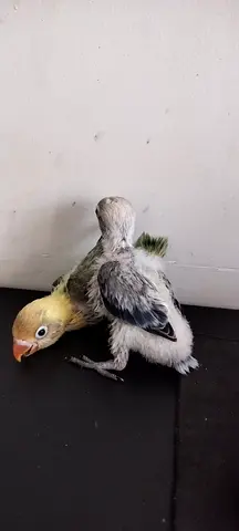 Hand-raised baby lovebird - needs a home