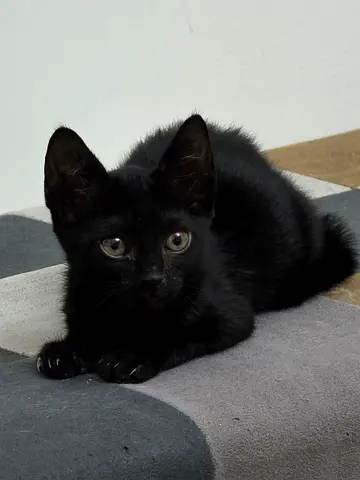 3 months old female vaccinated very playful and passionate