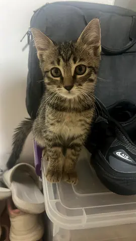 Cat for Adoption (Free)