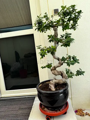 Ficus Bonsai Tree in Ceramic Pot