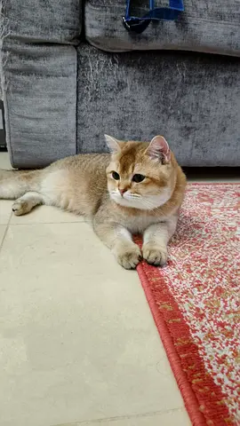 Healthy British Shorthair Mix Cat — 1 Year Old, Calm and Friendly