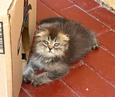 Kitten looking for forever family