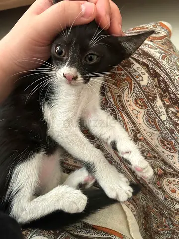 Kitten for Adoption (abandoned by mother)