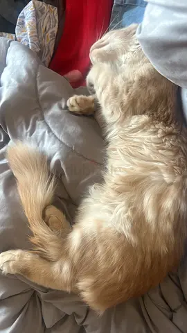 Friendly long-haired ginger cat available for adoption. Fully vaccinated. Municipality Registered.