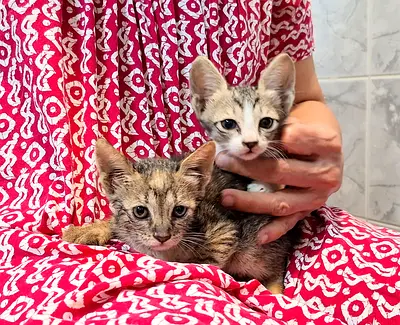 Pepper and Minto