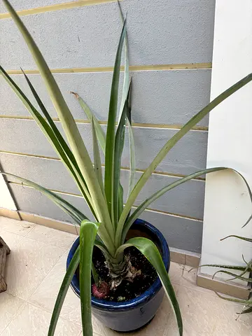 Plant