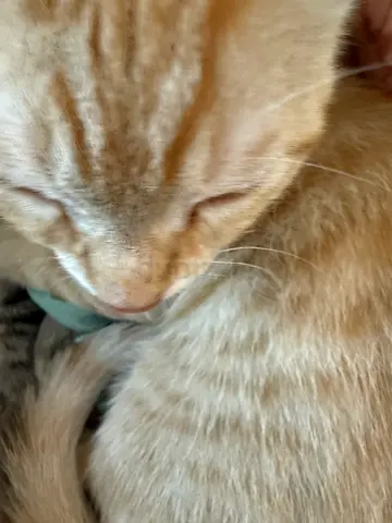Cats and kittens for adoption