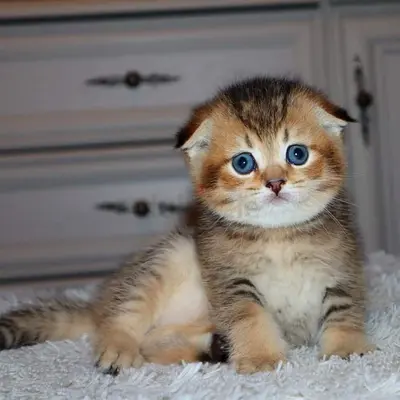 Scottish Fold Kittens