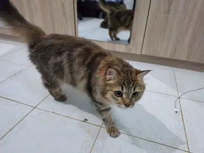Cat for free adoption Turkish Mixed, 2.5 Year old, Female
