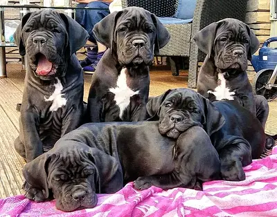 Very Friendly Corso puppies