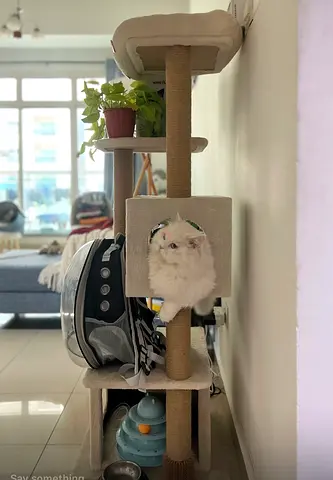 Cat tree