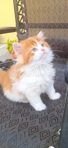 Rescued Kitten for adoption
