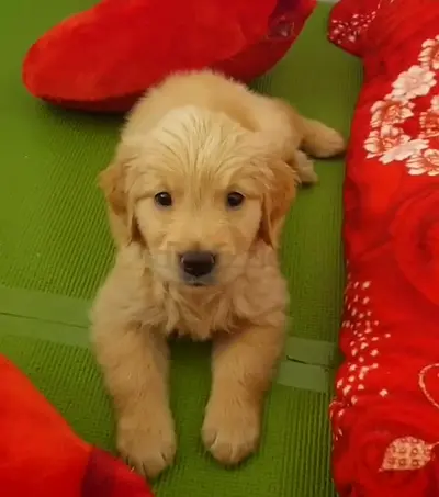 Golden retriever puppy