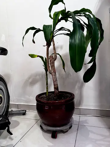 Indoor House Plant in Large Brown Pot