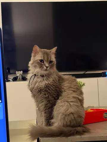 Fully Vaccinated Pure Persian Cat For Adoption