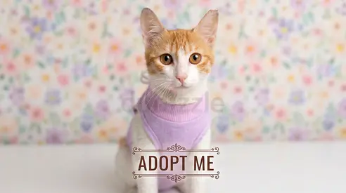7 Months Cat for Adoption