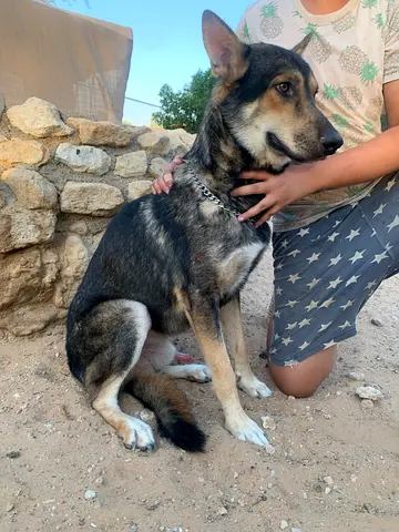 ⭐ German Shepherd ⭐ male - 11 months old, ready to find his new home. ️