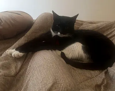 Cats