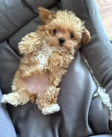 Cute puppy