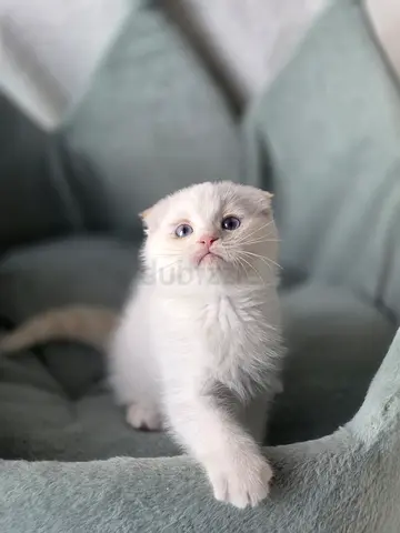 Scottish fold