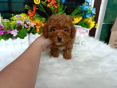 Beautiful Toy Poodle puppies