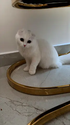 Persian cat for adoption
