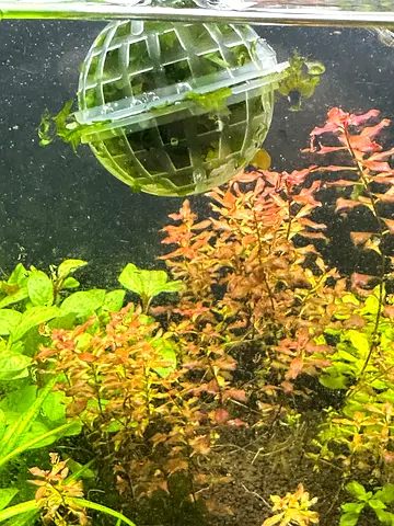 Pellia Moss for sale ball